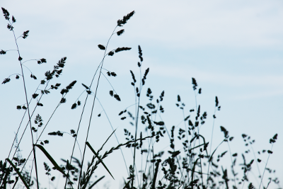 Reeds, par Xavier E. G. Dierick